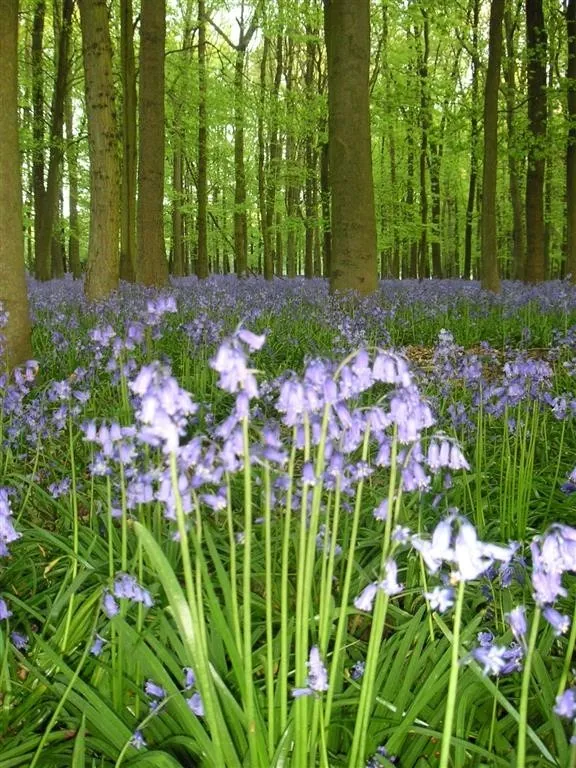 Dockey wood ashridge estate 6 may 2008 (2)